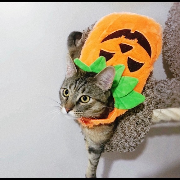 🔥🔥Host Pick 🔥🔥🔥Pet Halloween Costumes /Free Toy🐈🐈‍⬛ - Picture 2 of 11